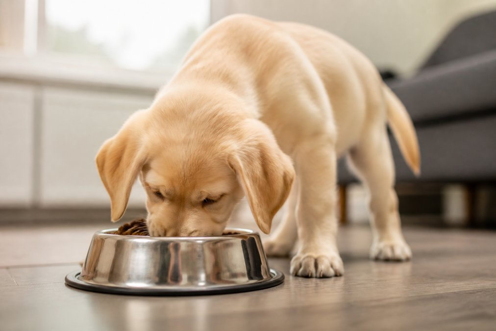 How to Stop Puppy Eating Fast: 7 Vet-Safe Fixes