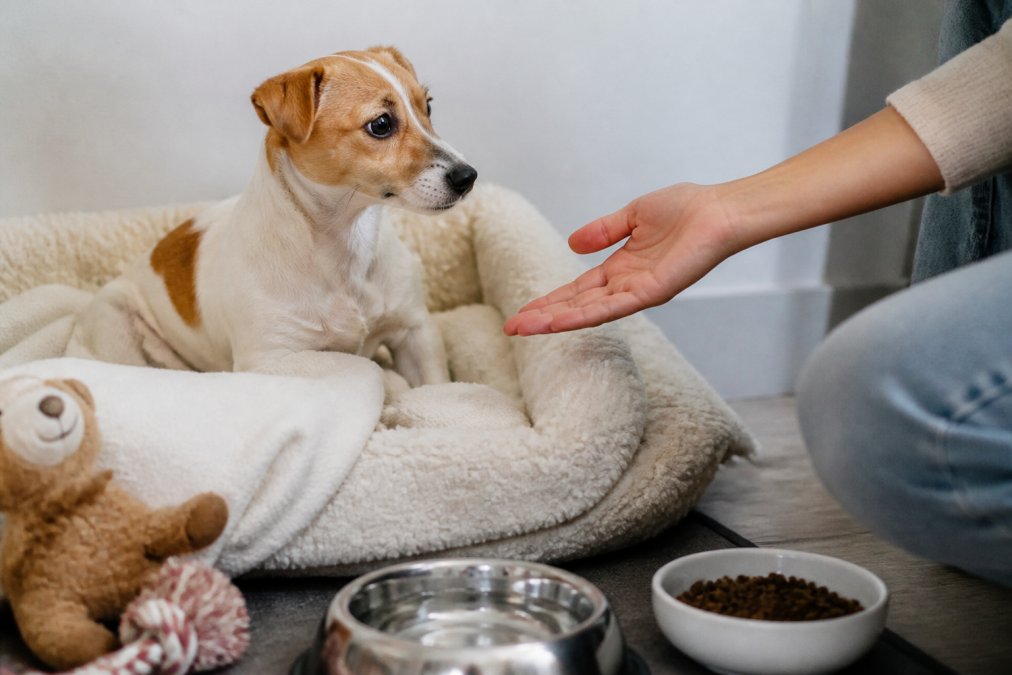 What Is the 3-3-3 Rule for Pets? A 2026 Guide