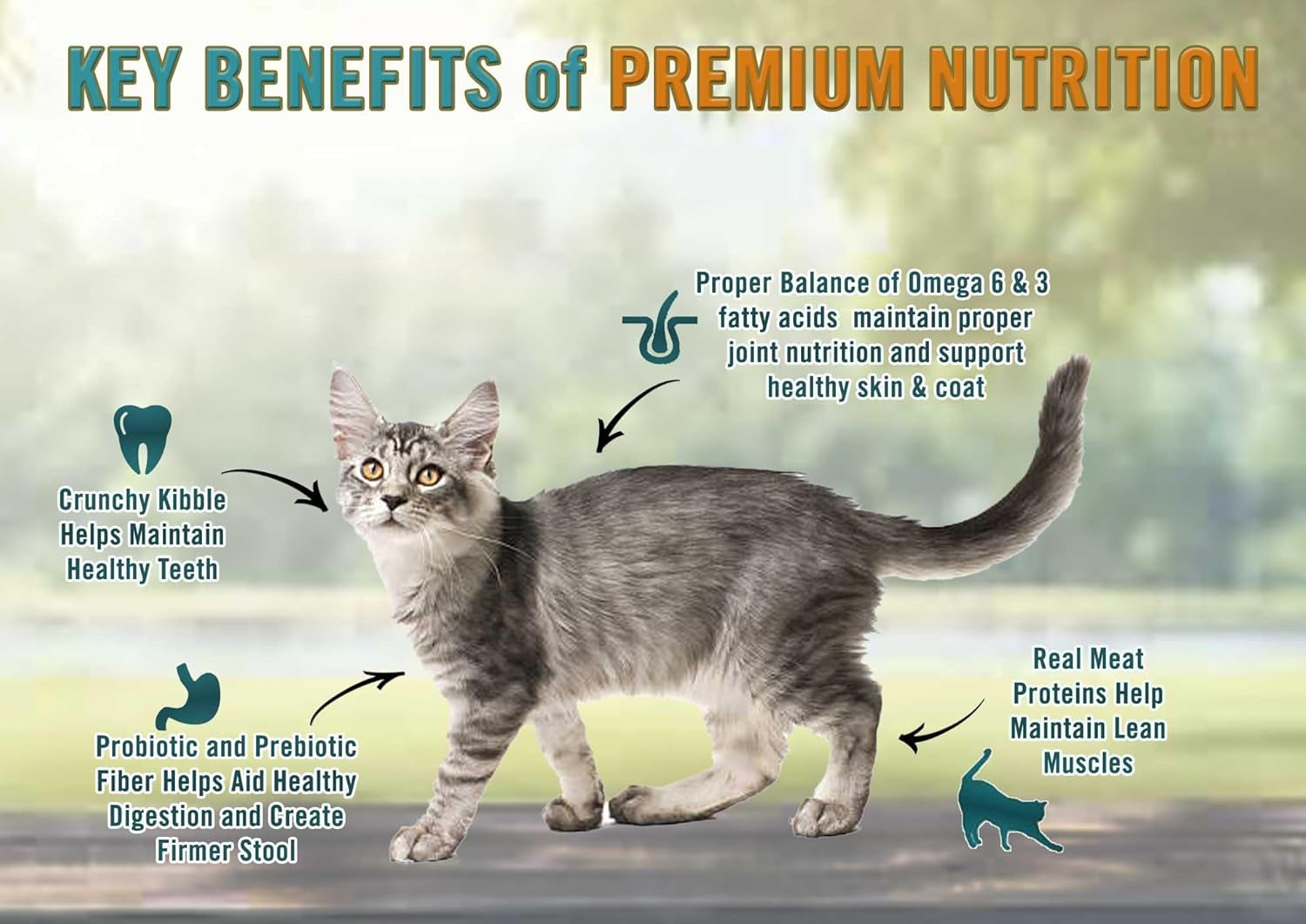 Chicken Soup for the Soul All-Natural Premium Dry Cat Food for Weight Management and Senior Cats, Real Chicken as First Ingredient, No By-Products, High Fiber/Low Fat Formula with Chicken & Brown Rice, 4.5 lb