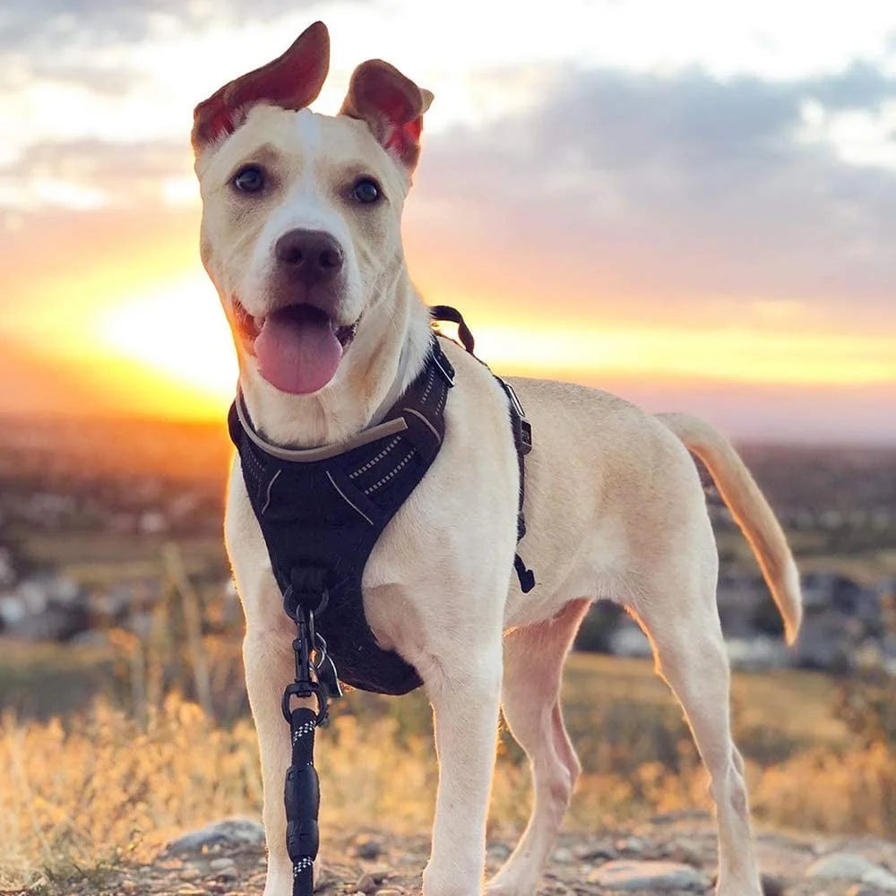 Ultimate No-Pull Dog Harness for Large Breeds - Adjustable, Reflective, and Comfortable with 2 Leash Clips and Easy Control Handle in Classic Black